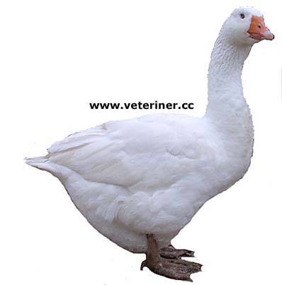 http://www.veteriner.cc/images/kazs/embden.jpg