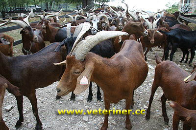 Rove Keçi ırkı ( www.veteriner.cc )