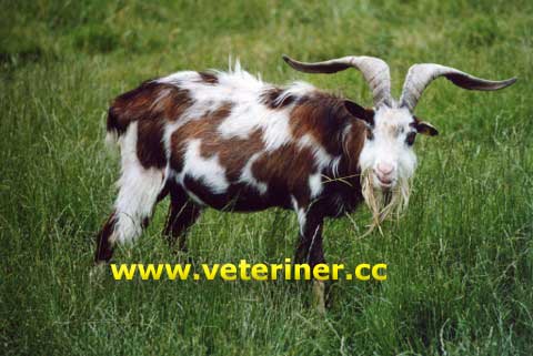 Tauernschecke Keçi ırkı ( www.veteriner.cc )