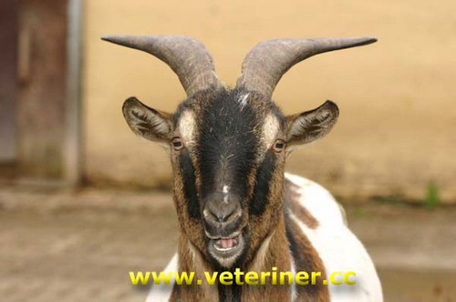 Afrika Cüce Keçi ırkı ( www.veteriner.cc )