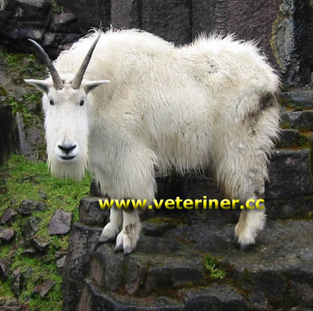 Alaska Dağ Keçi ırkı ( www.veteriner.cc )