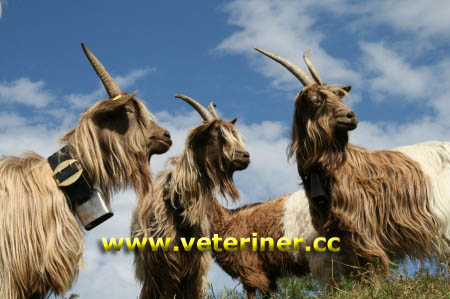 Bakır (Kupfer) Keçi ırkı ( www.veteriner.cc )