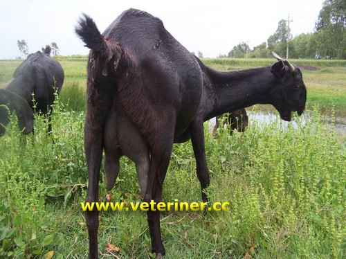 Beetal Keçi ırkı ( www.veteriner.cc )