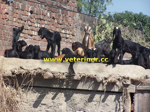 Beetal Keçi ırkı ( www.veteriner.cc )