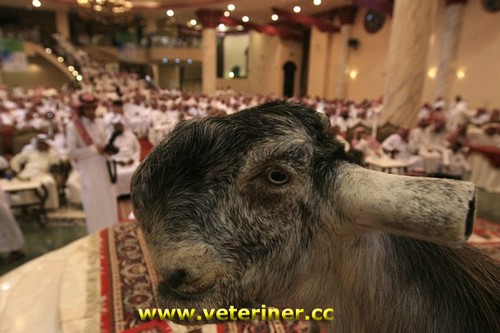 Damascene Kei rk ( www.veteriner.cc )