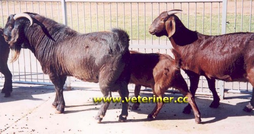 Kalahari Keçi ırkı ( www.veteriner.cc )
