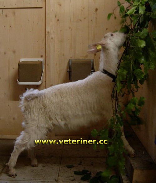 Keçi besleme ( www.veteriner.cc )