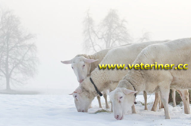Doğu Friz (Mars) Koyun ırkı ( www.veteriner.cc )