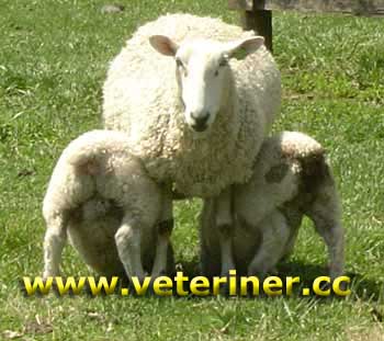 Border Leicester Koyun ırkı ( www.veteriner.cc )