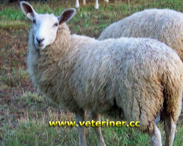 Border Leicester Koyun ırkı ( www.veteriner.cc )