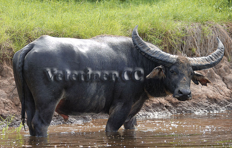 Manda Yetitiriciligi - Water Buffalo - www.veteriner.cc