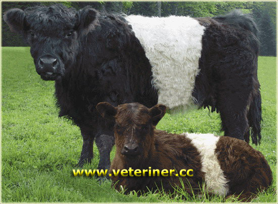Galloway Sığır ırkı ( www.veteriner.cc )
