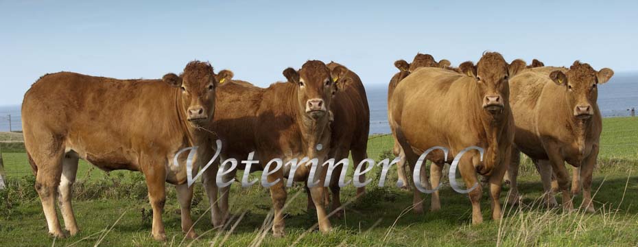 Limuzin Sığır ırkı ( www.veteriner.cc )