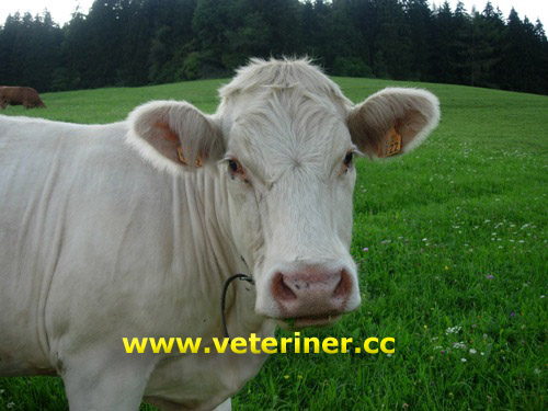 Şarole Sığır ırkı ( www.veteriner.cc )