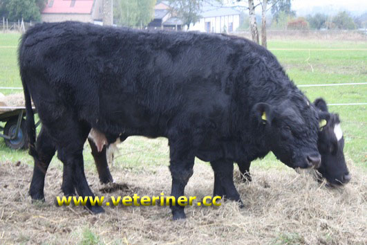 Angus (Aberden) Sığır ırkı ( www.veteriner.cc )