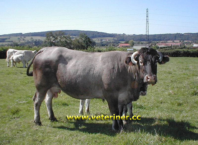 Bazadaise Sığır ırkı ( www.veteriner.cc )