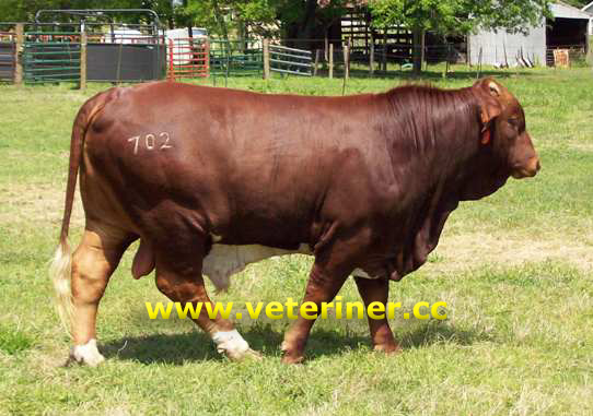 Beefmaster Sığır ırkı ( www.veteriner.cc )