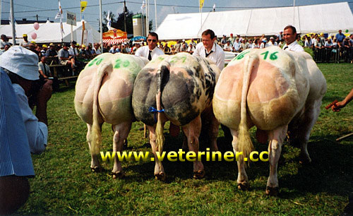 Belçika Mavisi Sığır ırkı ( www.veteriner.cc )