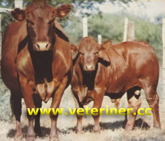 Bonsmara Sığır ırkı ( www.veteriner.cc )