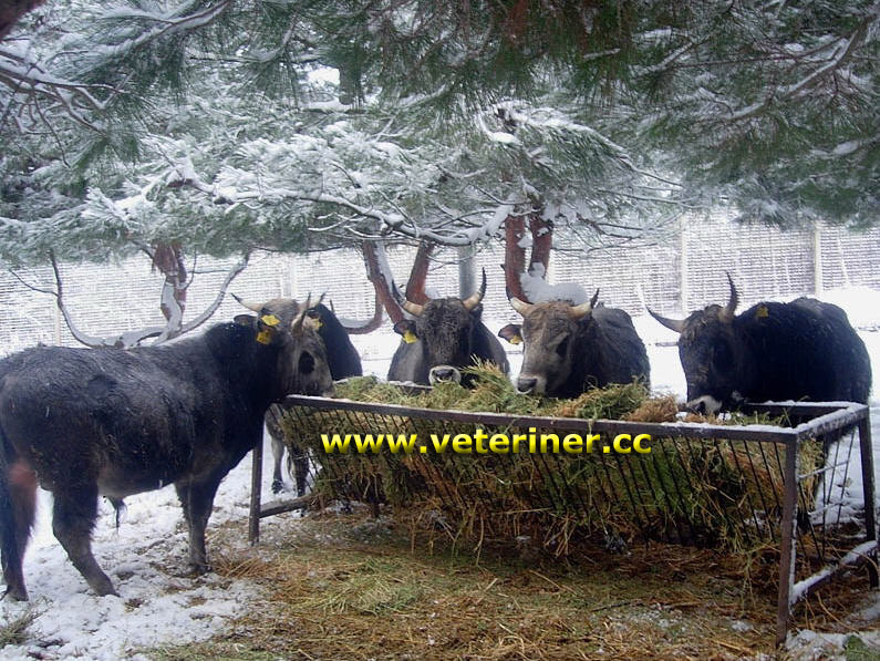 Boz sığır ırkı ( www.veteriner.cc )