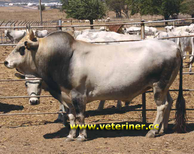 Boz sığır ırkı ( www.veteriner.cc )