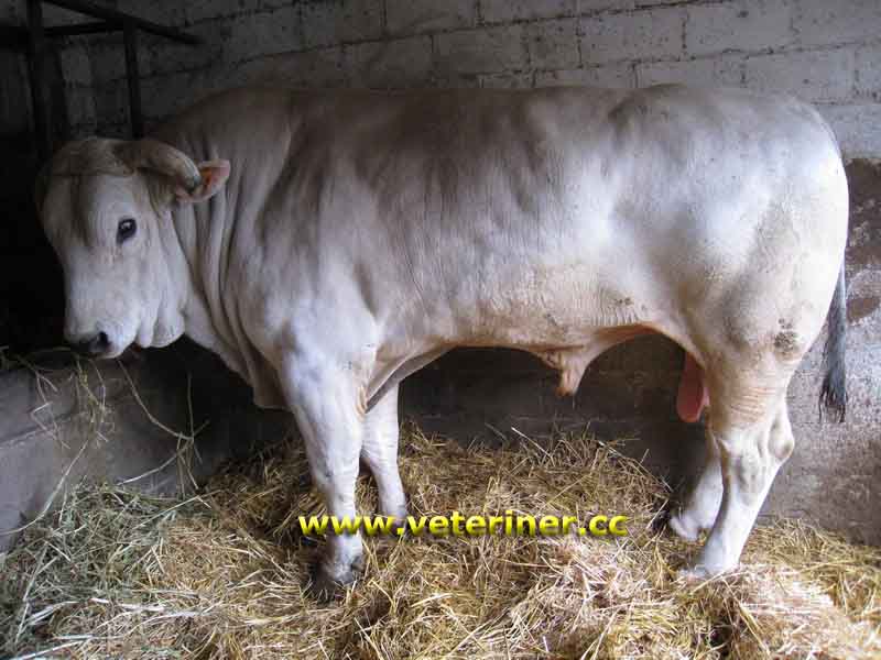 Chianina Sığır ırkı ( www.veteriner.cc )