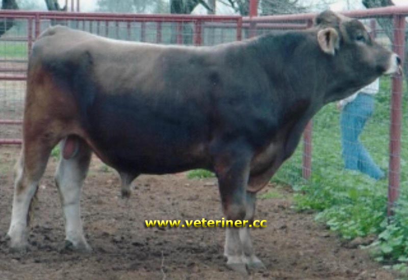 Esmer (Montofon - Brown Swiss) Sığırı ( www.veteriner.cc )