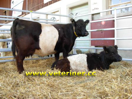 Galloway Sığır ırkı ( www.veteriner.cc )