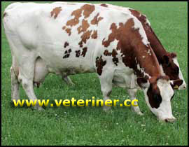 Maas Rhein İssel Sığır ırkı ( www.veteriner.cc )