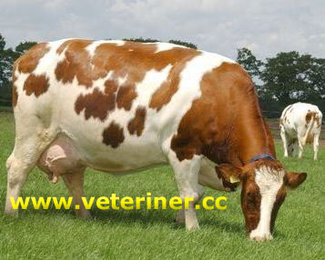 Maas Rhein İssel Sığır ırkı ( www.veteriner.cc )