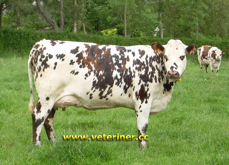 Normande Sığır ırkı ( www.veteriner.cc )