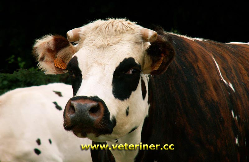 Normande Sığır ırkı ( www.veteriner.cc )