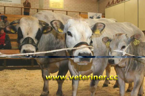 Piedmentosa (Piemonteser) Sığır ırkı ( www.veteriner.cc)