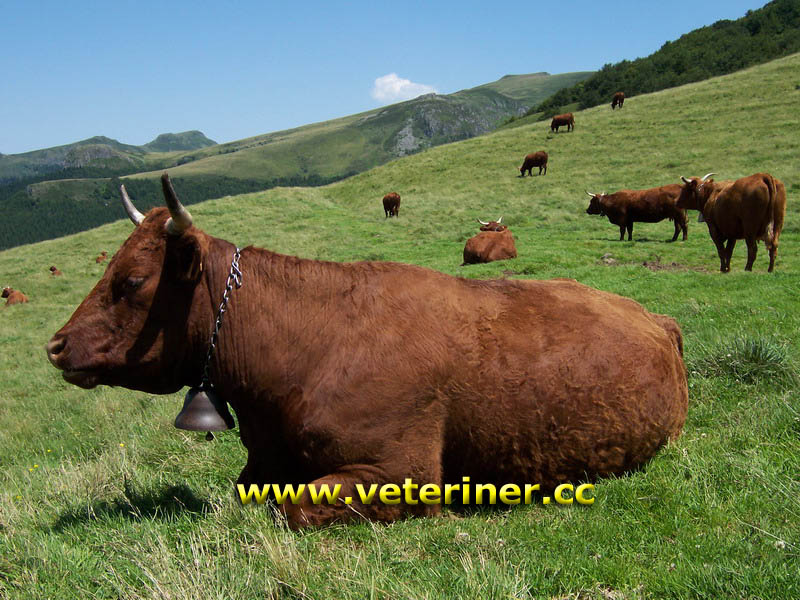 Salers Sığır ırkı ( www.veteriner.cc )