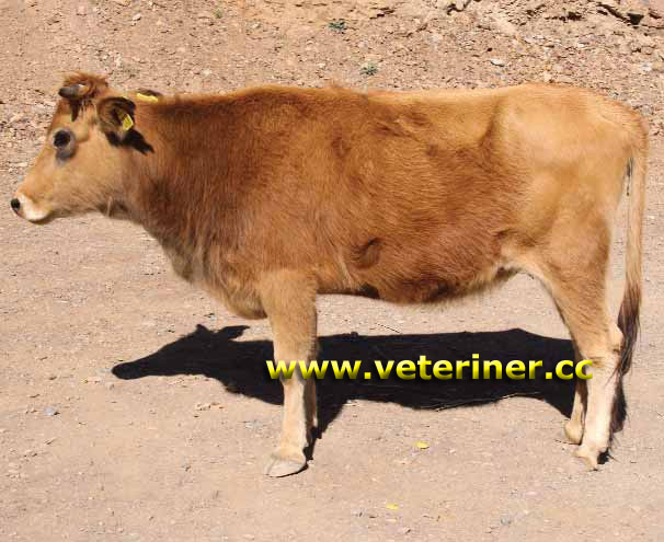 Yerli Güney Sarısı ( YGS ) Sığır ırkı ( www.veteriner.cc )