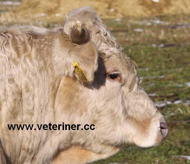 Zavot Sığırı ( www.veteriner.cc )