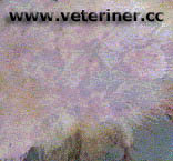 iek Hastal ( www.veteriner.cc )