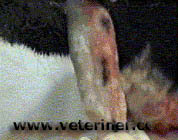 iek Hastal ( www.veteriner.cc )