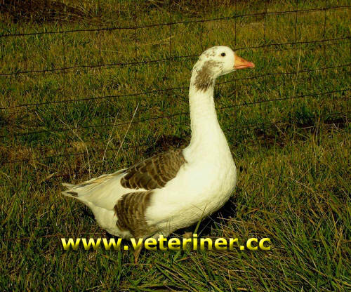 Shetland ırkı kaz ( www.veteriner.cc )