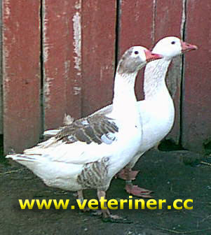 Shetland ırkı kaz ( www.veteriner.cc )