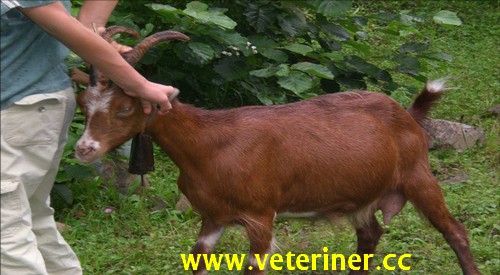 Abaza Keçisi - www.veteriner.cc
