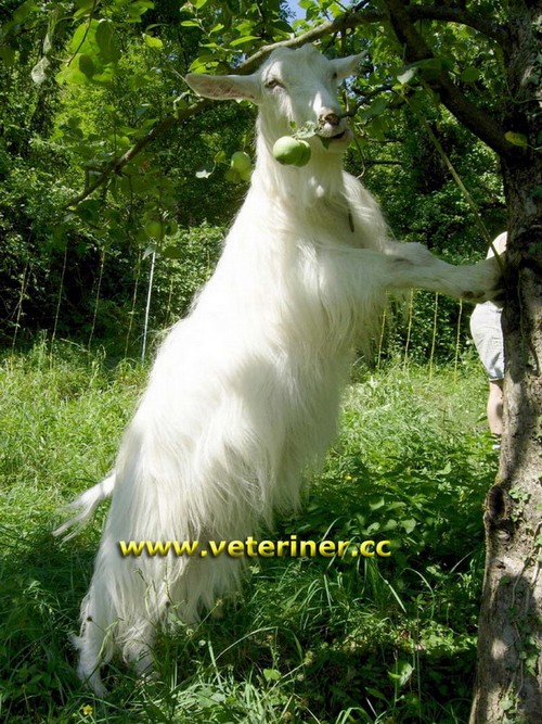 Appenzel Keçi ırkı ( www.veteriner.cc )