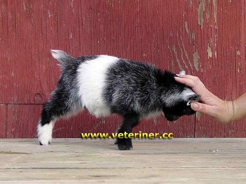 Pygmy Keçi ırkı ( www.veteriner.cc )