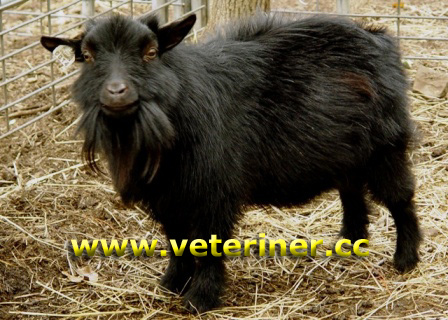 Pygmy Keçi ırkı ( www.veteriner.cc )