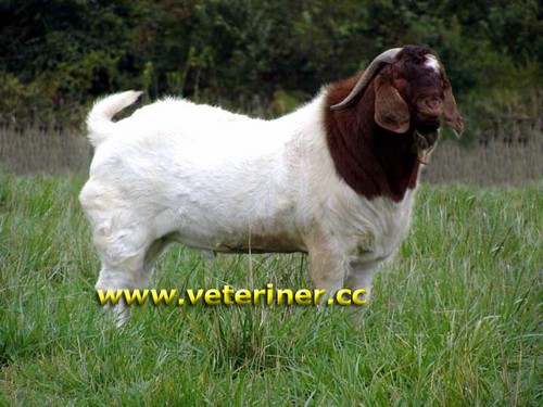 Boer Keçi ırkı ( www.veteriner.cc )
