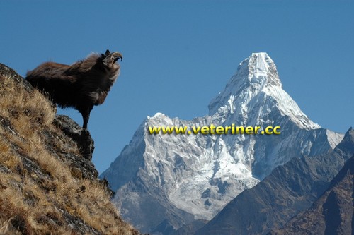 Himalaya Tahr Keçi ırkı ( www.veteriner.cc )