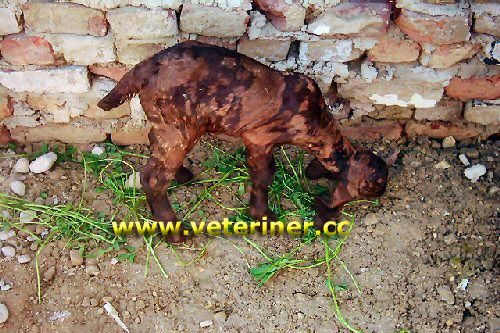 Kamori Keçi ırkı ( www.veteriner.cc )
