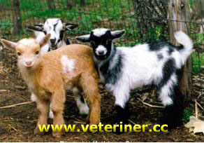 Nijerya Cüce Keçi ırkı ( www.veteriner.cc )