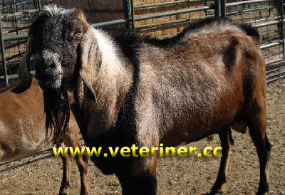 Nubiya Keçisi ( www.veteriner.cc )