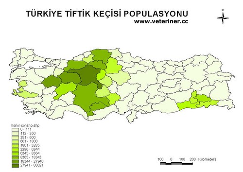 Tiftik (Ankara - Angora) Keçi ırkı ( www.veteriner.cc )